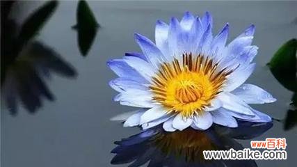 探寻睡莲的象征意义 睡莲花语与寓意