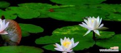 探寻睡莲的象征意义 睡莲花语与寓意
