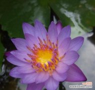 探究睡莲开花背后的象征意义 睡莲的花开是一种什么寓意