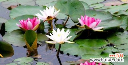 深入探究睡莲花的开花时间和花语意义 睡莲花开的花语与寓意