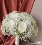 白色满天星 花白色满天星的寓意及象征意义