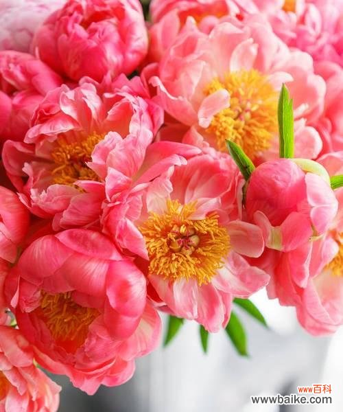 插枝牡丹 花瓶里的牡丹,寓意与美丽共舞