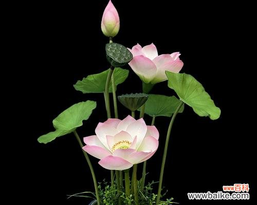 探索荷花寓意与花瓶的象征意义 花瓶插枝荷花，寓意深远