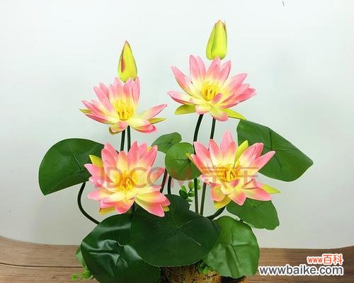 探索荷花寓意与花瓶的象征意义 花瓶插枝荷花，寓意深远