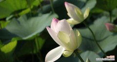 探秘荷花的花语及其在人们生活中的意义 荷花的花语与美丽传说