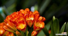 探秘君子兰的花语与魅力 君子兰，花香四溢的美丽代言