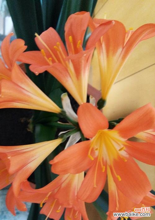 探秘君子兰的花语与魅力 君子兰，花香四溢的美丽代言