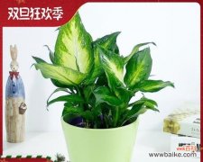 一朵盛开的希望之花 花叶万年青开花的寓意