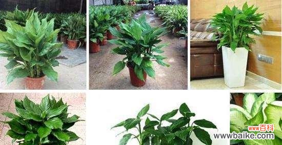 揭秘万年青花叶的丰富寓意与传说 花叶万年青的花语及其意义