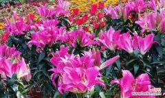 探寻黄金霸百合的象征意义和神秘力量 黄金霸百合花语