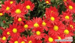 以花语各色菊花为主题的绚烂花海 《绽放色彩世界，菊花芬芳》