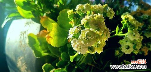 揭示黄色长寿花的神秘之美 黄色长寿花的花语与意义