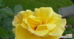 探寻黄玫瑰花的花语 黄玫瑰花语的深意——激情与欢乐
