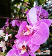 传达幸福与守护真爱 探寻黄兰花的寓意与花语