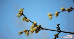 探索黄腊梅花花语中的秘密 黄腊梅花花语