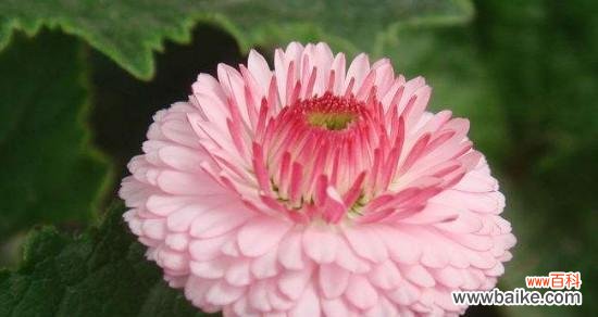 揭秘黄色蜡菊的独特含义 黄色蜡菊的花语与寓意