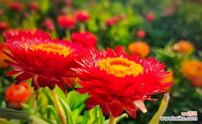 揭秘黄色蜡菊的独特含义 黄色蜡菊的花语与寓意