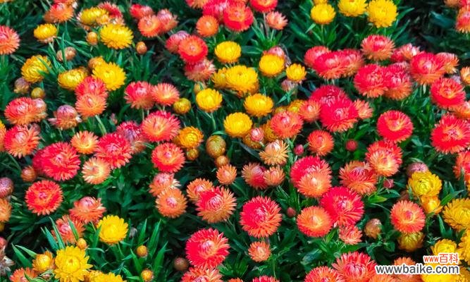 揭秘黄色蜡菊的独特含义 黄色蜡菊的花语与寓意