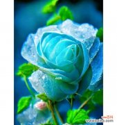 碎冰蓝 碎冰蓝的花语——纯洁与希望的象征
