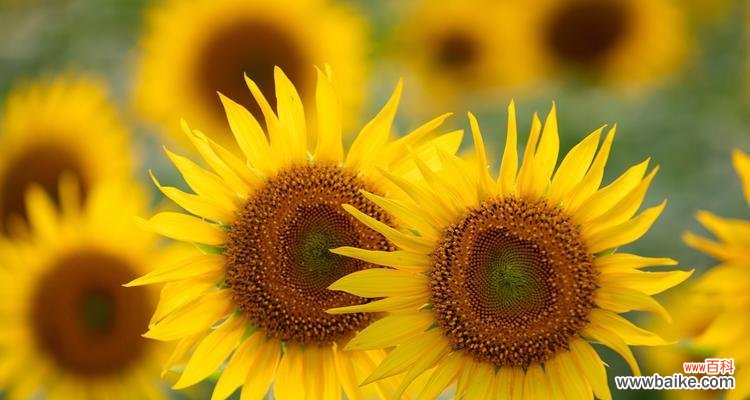 揭示以太阳花的象征意义和深层寓意 以太阳花的象征意义与意思