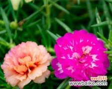 揭秘以太阳花背后的深意 以太阳花的寓意与象征