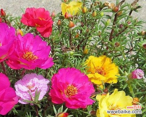 揭秘以太阳花背后的深意 以太阳花的寓意与象征