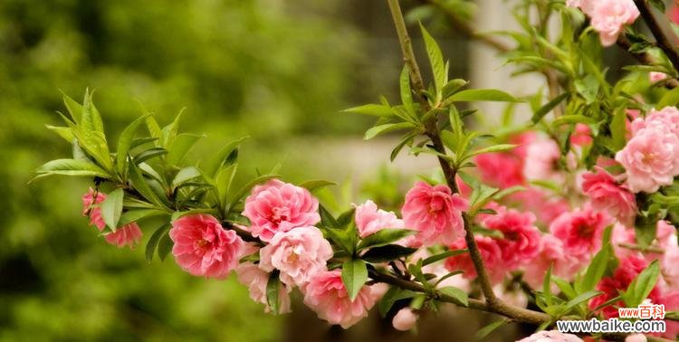 桃花花语的含义及传承 桃花之语