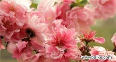 桃花花语的含义及传承 桃花之语