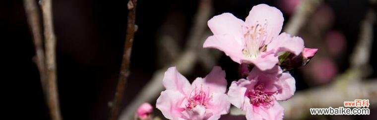 桃花花语的含义及传承 桃花之语