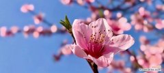 桃花的象征意义及文化传承 桃花之美