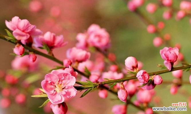 桃花花语的含义及文化传承 桃花之恋