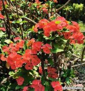 铁海棠的象征意义及传递的情感 铁海棠花语与寓意