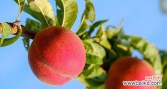 探索桃子在文化中的象征与寓意 桃子的象征意义与寓意