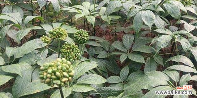 探寻田七花绽放的奇特色彩及其象征意义 田七花的开花颜色与寓意