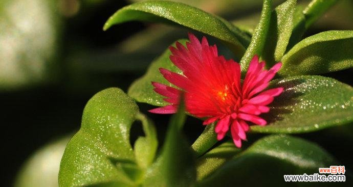 探寻田七花绽放的奇特色彩及其象征意义 田七花的开花颜色与寓意