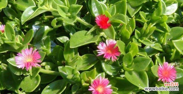 探寻田七花绽放的奇特色彩及其象征意义 田七花的开花颜色与寓意