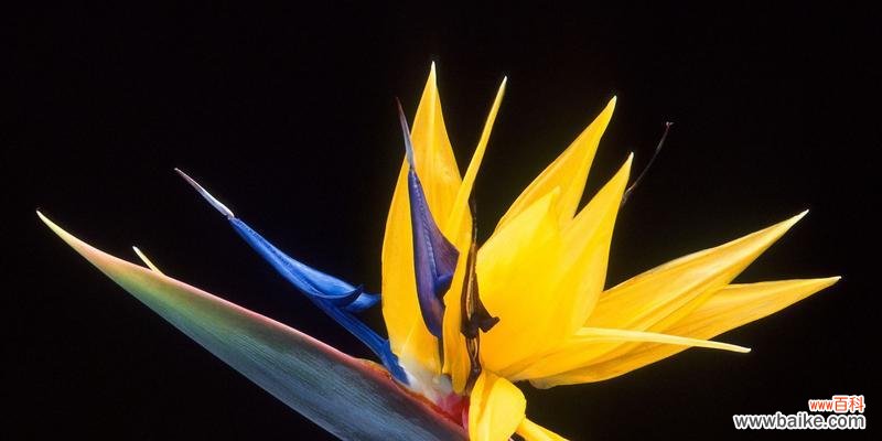 探秘天堂鸟花语的深刻寓意 天堂鸟的花语