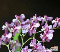 跳舞兰的花语 跳舞兰的花语和寓意