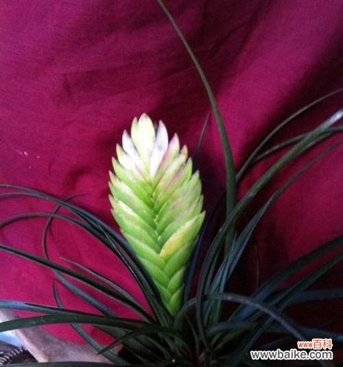 探寻铁兰开花背后的深意 铁兰开花的寓意与象征