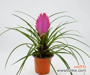 探寻铁兰开花背后的深意 铁兰开花的寓意与象征