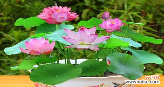 探寻碗莲的神秘花语和深刻寓意 碗莲花语与寓意