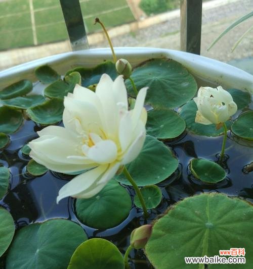 探寻碗莲的神秘花语和深刻寓意 碗莲花语与寓意