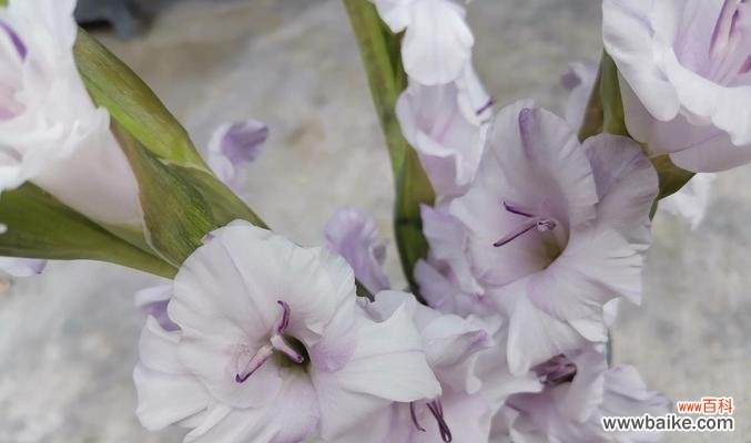 探寻玉兰花的花语与寓意 玉兰花的花语及象征意义