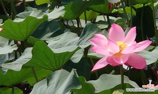 美丽的黄色荷花 黄色荷花的花语与寓意