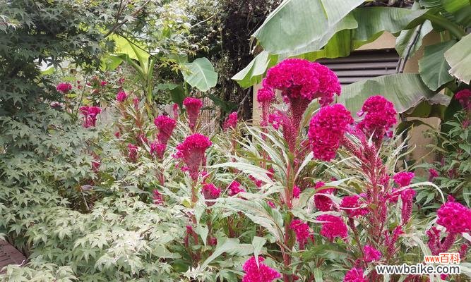赏花中体味生命之美 鸡冠花的寓意与象征