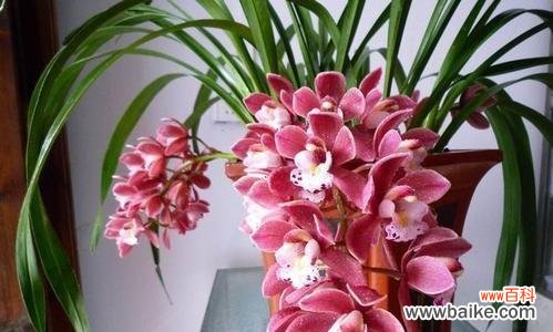 生命中的美丽启示——慧兰花的寓意 慧兰花