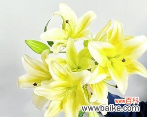 探寻黄天霸百合的寓意 黄天霸百合之美