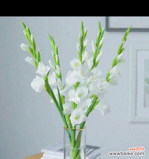 探秘剑兰花的神秘花语 剑兰花语-展现高尚之美