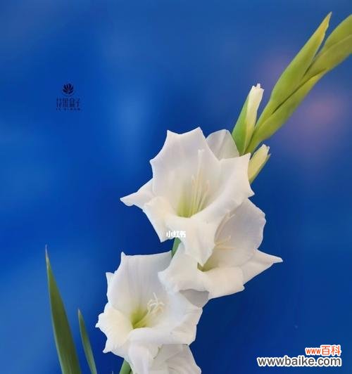 探秘剑兰花的神秘花语 剑兰花语-展现高尚之美