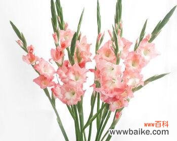 探寻剑兰荷花的美与哲理 剑兰荷花的寓意与象征